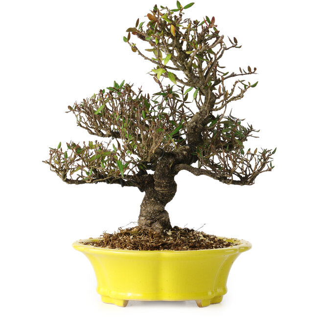 Trachelospermum asiaticum, 26 cm, ± 25 jaar oud