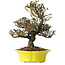 Trachelospermum asiaticum, 26 cm, ± 25 jaar oud