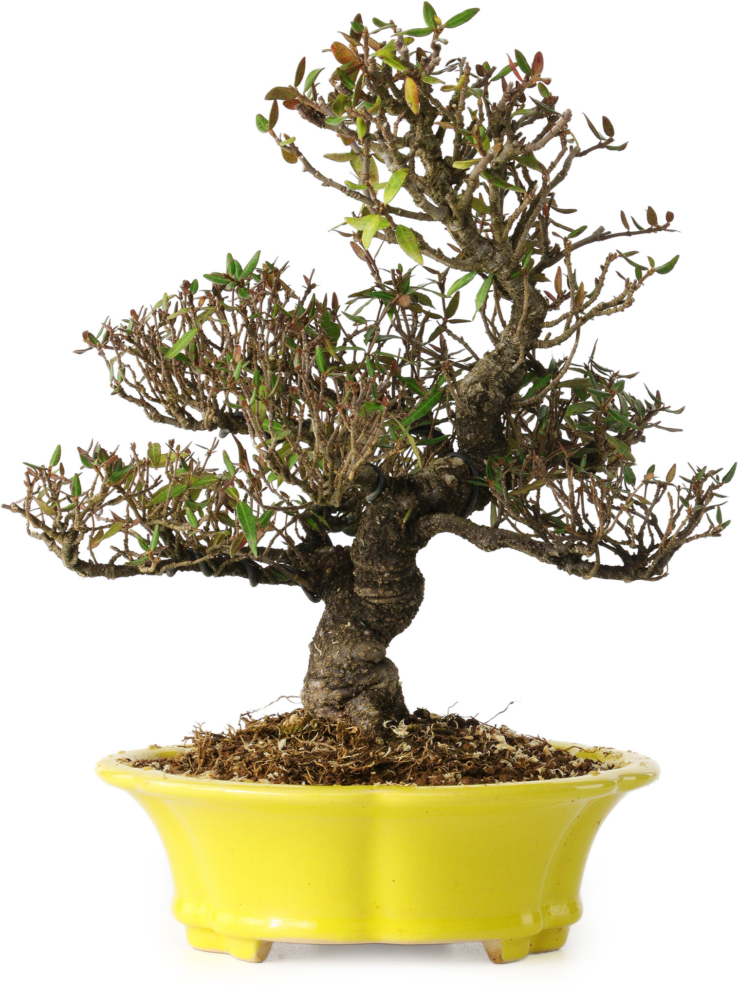 trachelospermum-asiaticum-26-cm-25-ans-bonsai-plaza