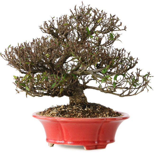 Trachelospermum asiaticum, 21 cm, ± 25 años