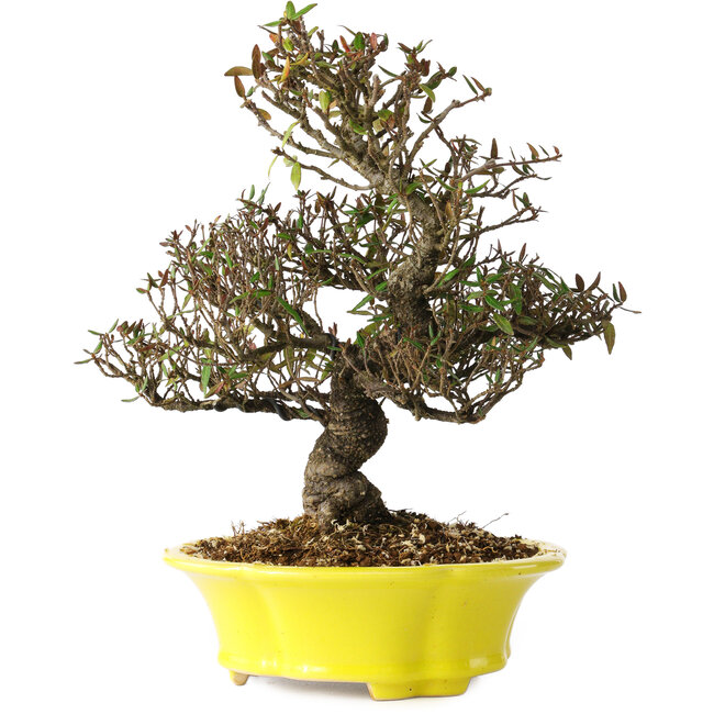 Trachelospermum asiaticum, 26 cm, ± 25 jaar oud