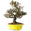 Trachelospermum asiaticum, 26 cm, ± 25 jaar oud