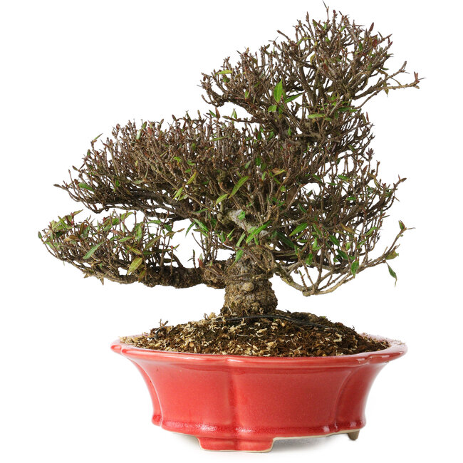 Trachelospermum asiaticum, 21 cm, ± 25 years old