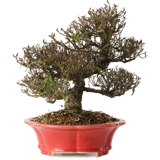 Trachelospermum asiaticum, 21 cm, ± 25 Jahre alt