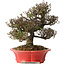 Trachelospermum asiaticum, 21 cm, ± 25 jaar oud