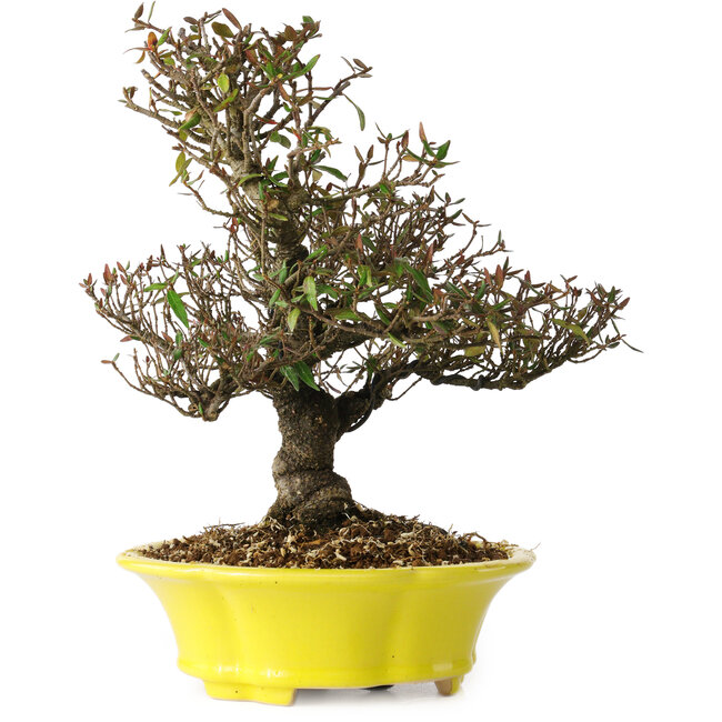 Trachelospermum asiaticum, 26 cm, ± 25 anni