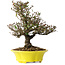 Trachelospermum asiaticum, 26 cm, ± 25 jaar oud
