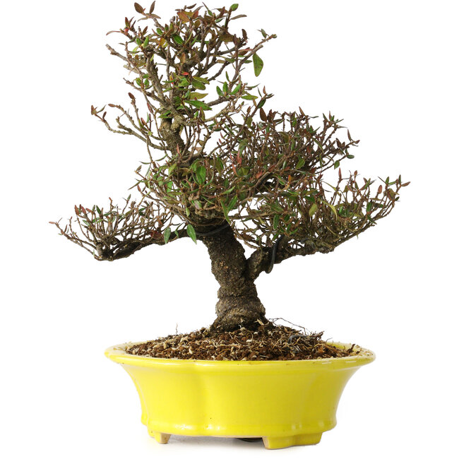 Trachelospermum asiaticum, 26 cm, ± 25 años