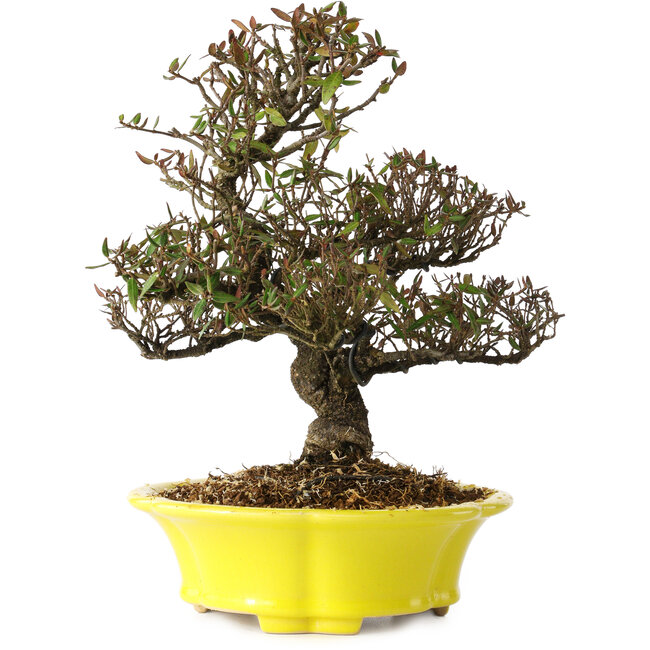 Trachelospermum asiaticum, 26 cm, ± 25 years old