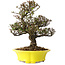 Trachelospermum asiaticum, 26 cm, ± 25 jaar oud