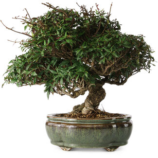 Trachelospermum asiaticum, 22 cm, ± 30 jaar oud