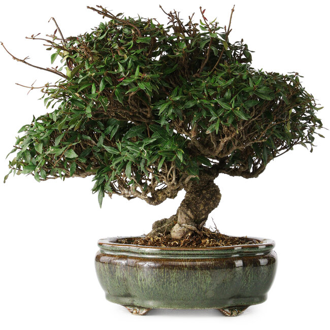 Trachelospermum asiaticum, 22 cm, ± 30 jaar oud