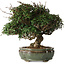 Trachelospermum asiaticum, 22 cm, ± 30 jaar oud
