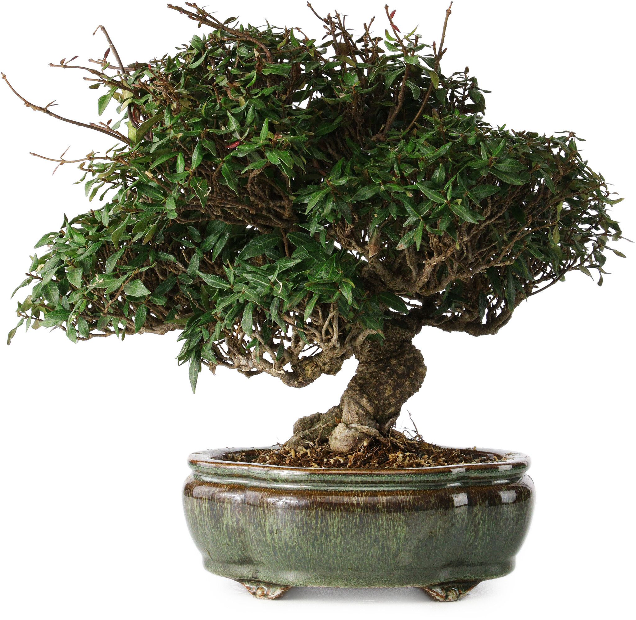 Trachelospermum Asiaticum 22 Cm 30 Ans Bonsai Plaza