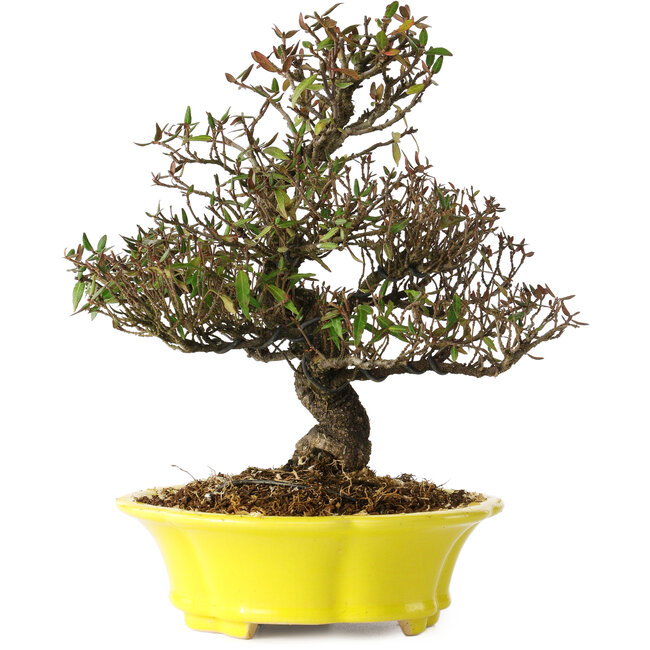 Trachelospermum asiaticum, 26 cm, ± 25 years old