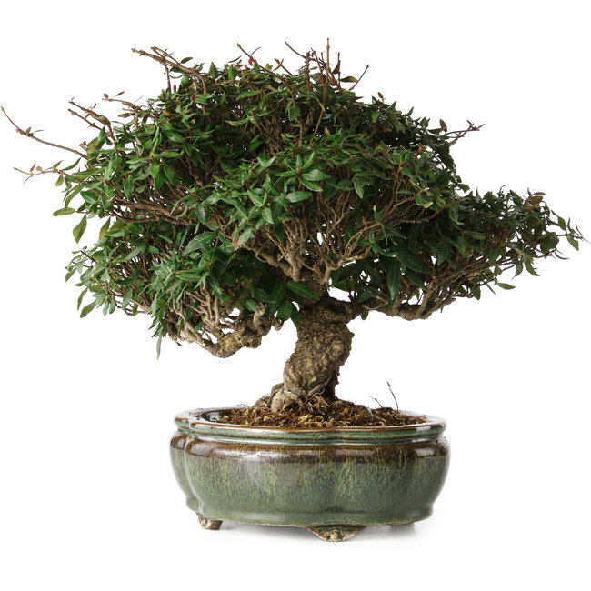 Trachelospermum asiaticum, 22 cm, ± 30 anni