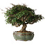 Trachelospermum asiaticum, 22 cm, ± 30 jaar oud