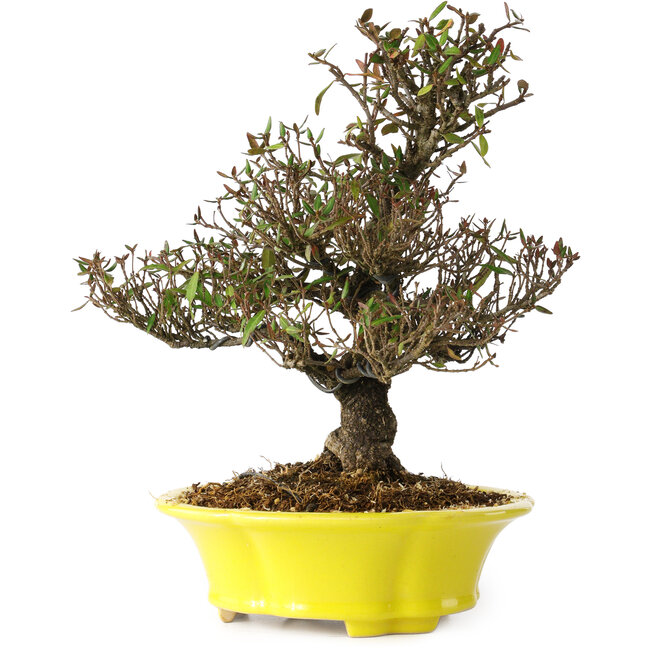 Trachelospermum asiaticum, 26 cm, ± 25 años