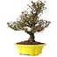 Trachelospermum asiaticum, 26 cm, ± 25 jaar oud