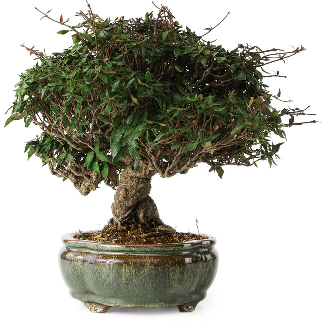 Trachelospermum asiaticum, 22 cm, ± 30 anni