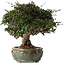 Trachelospermum asiaticum, 22 cm, ± 30 jaar oud
