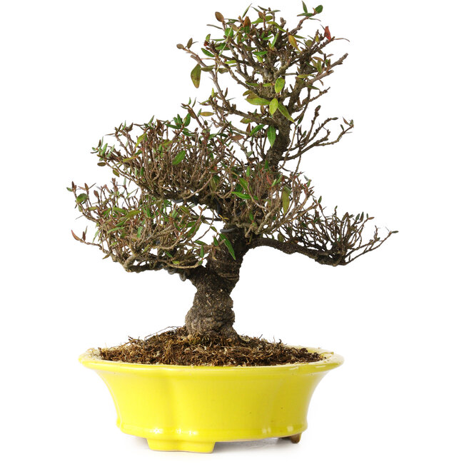 Trachelospermum asiaticum, 26 cm, ± 25 años