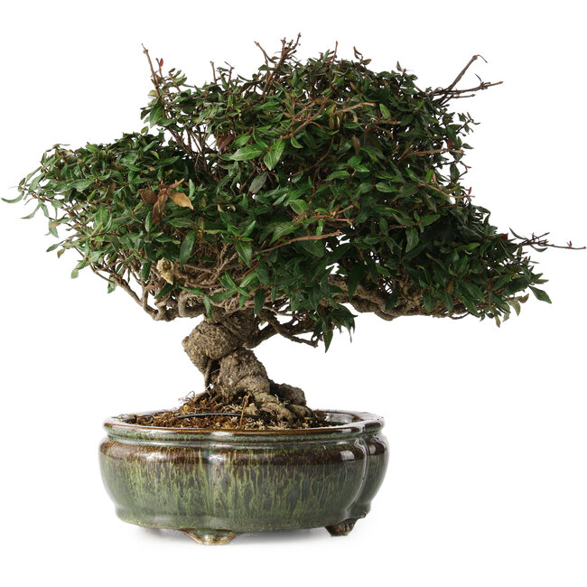 Trachelospermum asiaticum, 22 cm, ± 30 Jahre alt