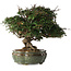 Trachelospermum asiaticum, 22 cm, ± 30 jaar oud