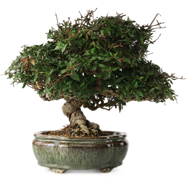 Trachelospermum asiaticum, 22 cm, ± 30 años