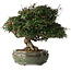 Trachelospermum asiaticum, 22 cm, ± 30 jaar oud