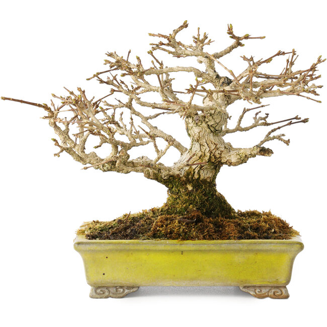 Premna japonica, 14 cm, ± 20 years old, in a handmade Japanese pot