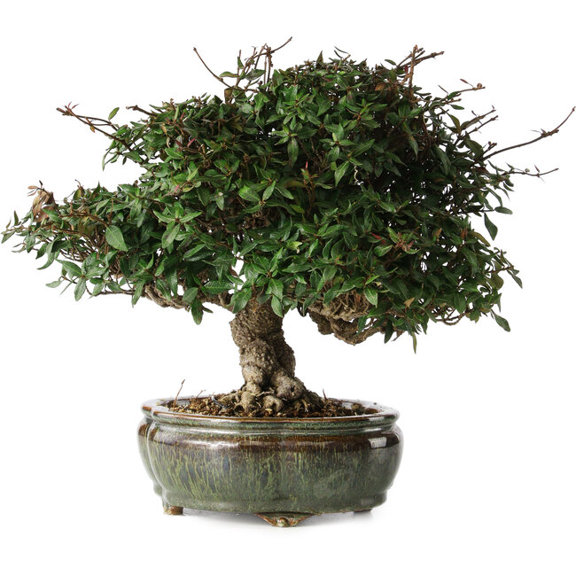 Trachelospermum asiaticum, 22 cm, ± 30 years old