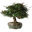 Trachelospermum asiaticum, 22 cm, ± 30 jaar oud