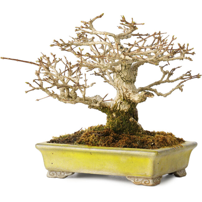 Premna japonica, 14 cm, ± 20 years old, in a handmade Japanese pot