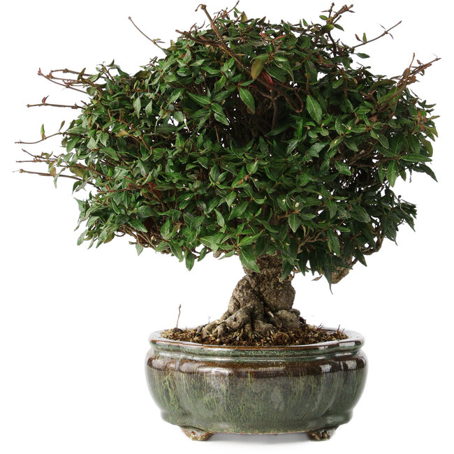 Trachelospermum asiaticum, 22 cm, ± 30 Jahre alt