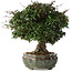 Trachelospermum asiaticum, 22 cm, ± 30 jaar oud
