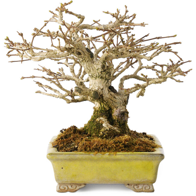 Premna japonica, 14 cm, ± 20 jaar oud, in een handgemaakte Japanse pot