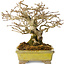 Premna japonica, 14 cm, ± 20 Jahre alt, in einem handgefertigten japanischen Topf