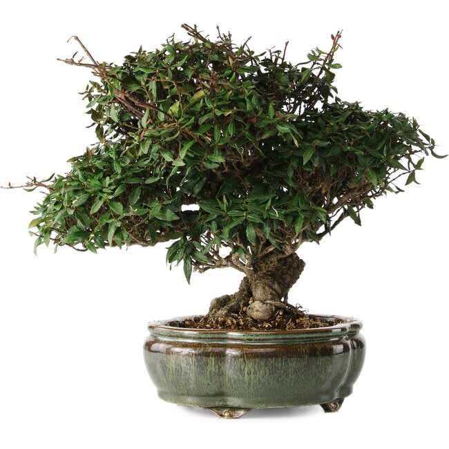 Trachelospermum asiaticum, 22 cm, ± 30 jaar oud