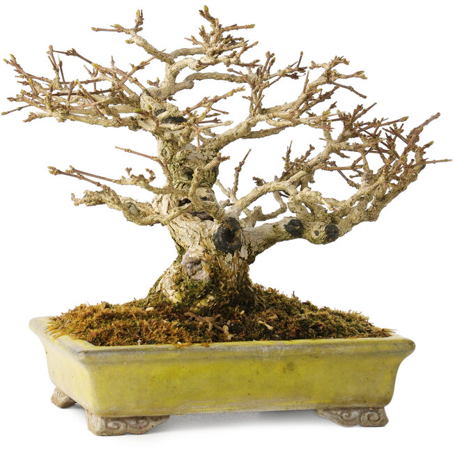 Premna japonica, 14 cm, ± 20 Jahre alt, in einem handgefertigten japanischen Topf