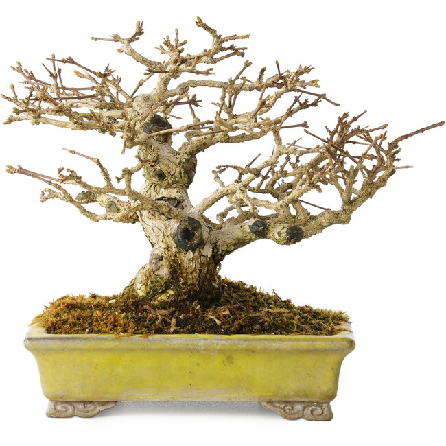 Premna japonica, 14 cm, ± 20 years old, in a handmade Japanese pot