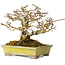 Premna japonica, 14 cm, ± 20 years old, in a handmade Japanese pot