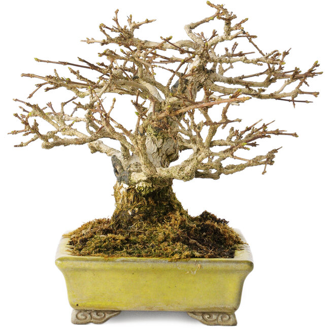 Premna japonica, 14 cm, ± 20 años, en una maceta japonesa hecha a mano