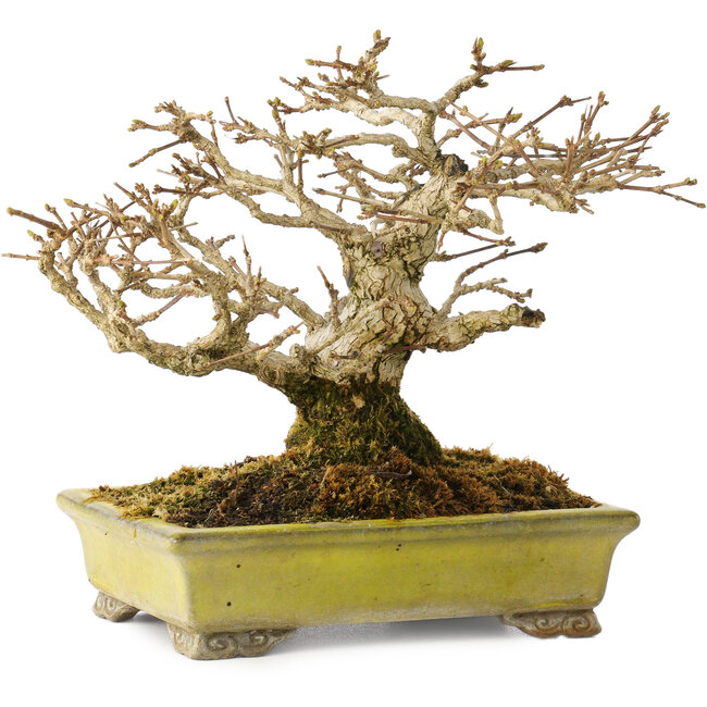 Premna japonica, 14 cm, ± 20 ans, dans un pot japonais fait main