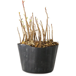 Rhus, 9 cm, ± 2 jaar oud