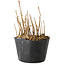 Rhus, 9 cm, ± 2 jaar oud, met prachtige herfstkleuren (foto voorbeeldexemplaar, verzonden artikel vergelijkbaar in grootte en stijl)