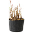 Rhus, 9 cm, ± 2 jaar oud, met prachtige herfstkleuren (foto voorbeeldexemplaar, verzonden artikel vergelijkbaar in grootte en stijl)
