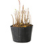 Rhus, 9 cm, ± 2 jaar oud, met prachtige herfstkleuren (foto voorbeeldexemplaar, verzonden artikel vergelijkbaar in grootte en stijl)