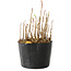 Rhus, 9 cm, ± 2 jaar oud, met prachtige herfstkleuren (foto voorbeeldexemplaar, verzonden artikel vergelijkbaar in grootte en stijl)