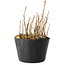 Rhus, 9 cm, ± 2 years old, with beautiful autumn colors (picture of example specimen, shipped item similar in size and style)